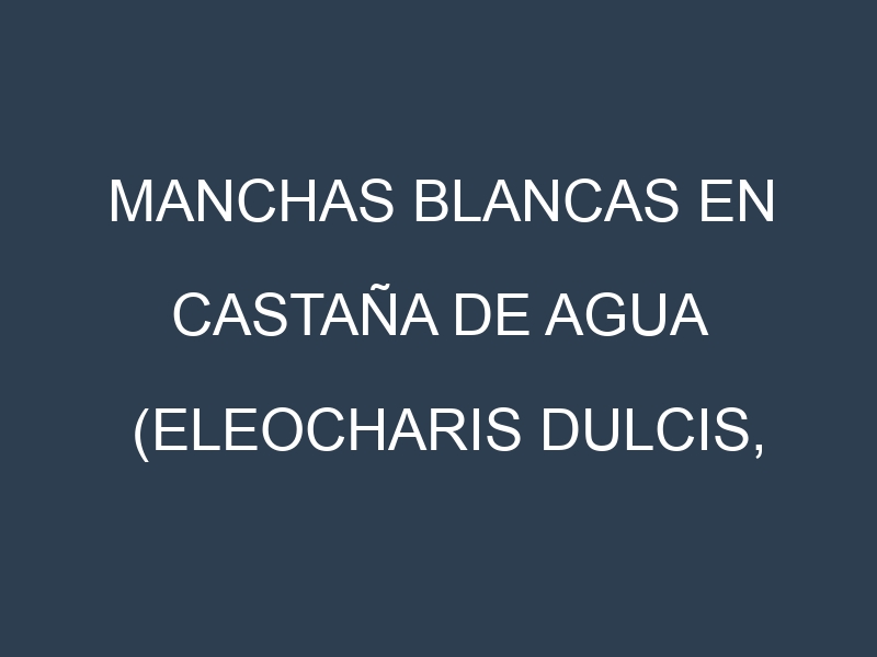 Manchas blancas en Castaña de agua (Eleocharis dulcis, Castaña de agua común, Castaña de agua asiática). Manchas hojas blancas en Castaña de agua (Eleocharis dulcis, Castaña de agua común, Castaña de agua asiática).