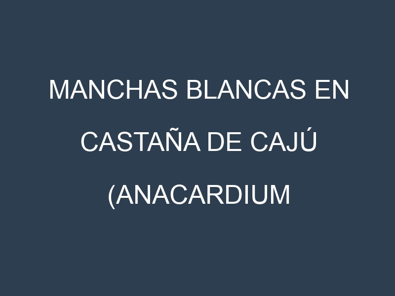 Manchas blancas en Castaña de cajú (Anacardium occidentale, Castaña de cajú común, Castaña de cajú dulce). Manchas hojas blancas en Castaña de cajú (Anacardium occidentale, Castaña de cajú común, Castaña de cajú dulce).