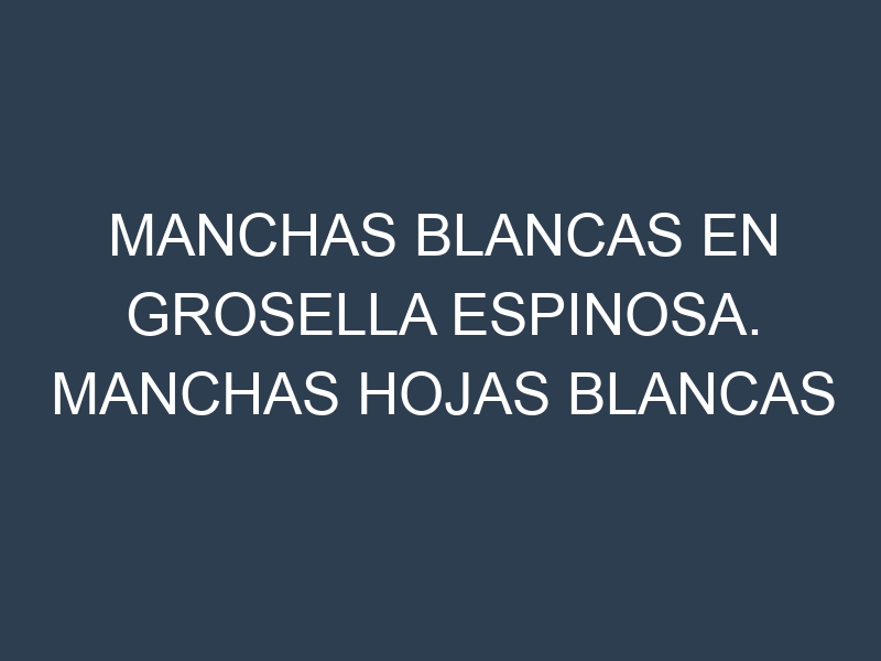 Manchas blancas en Grosella espinosa. Manchas hojas blancas en Grosella espinosa.
