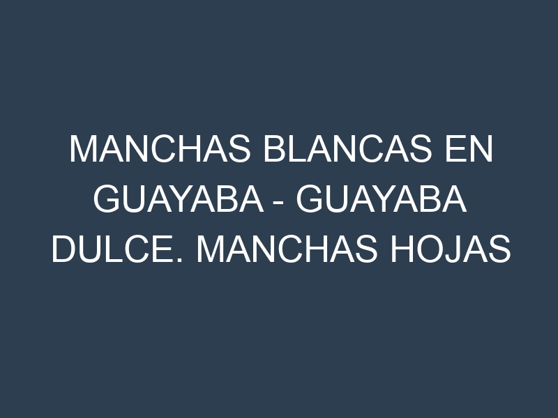 Manchas blancas en Guayaba – Guayaba dulce. Manchas hojas blancas en Guayaba – Guayaba dulce.