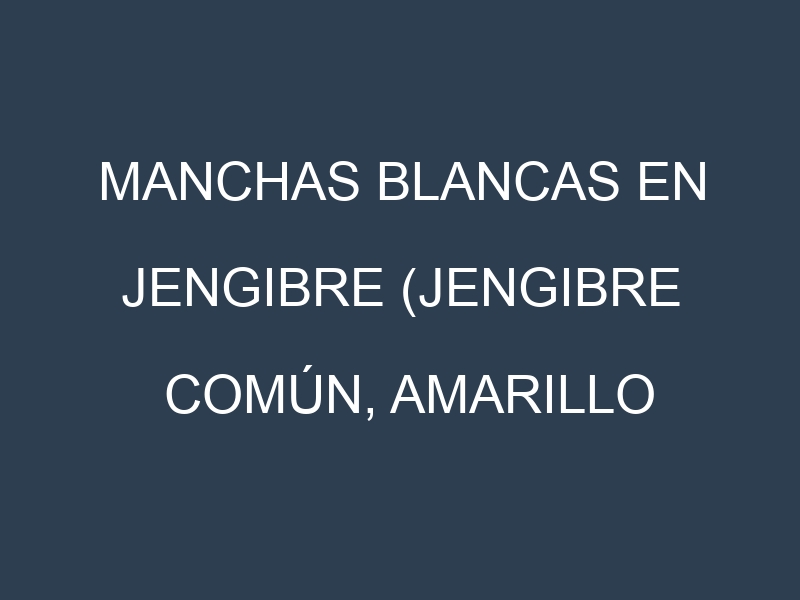 Manchas blancas en Jengibre (Jengibre común, Amarillo hawaiano, Rio de Janeiro, Kintoki). Manchas hojas blancas en Jengibre (Jengibre común, Amarillo hawaiano, Rio de Janeiro, Kintoki).
