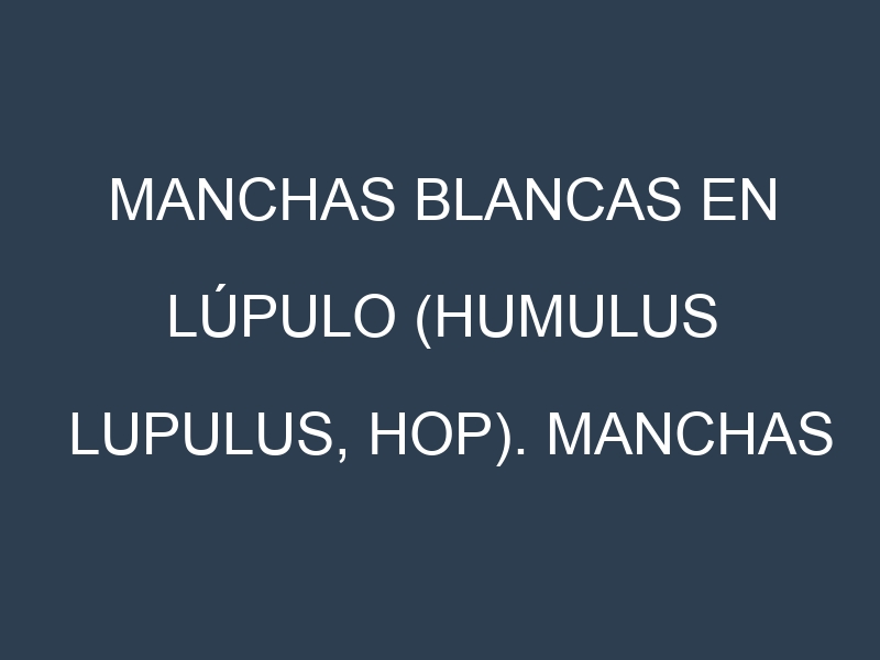 Manchas blancas en Lúpulo (Humulus lupulus, Hop). Manchas hojas blancas en Lúpulo (Humulus lupulus, Hop).