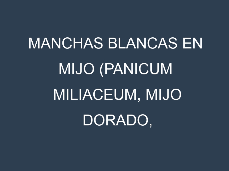 Manchas blancas en Mijo (Panicum miliaceum, Mijo dorado, Mijo perlado). Manchas hojas blancas en Mijo (Panicum miliaceum, Mijo dorado, Mijo perlado).