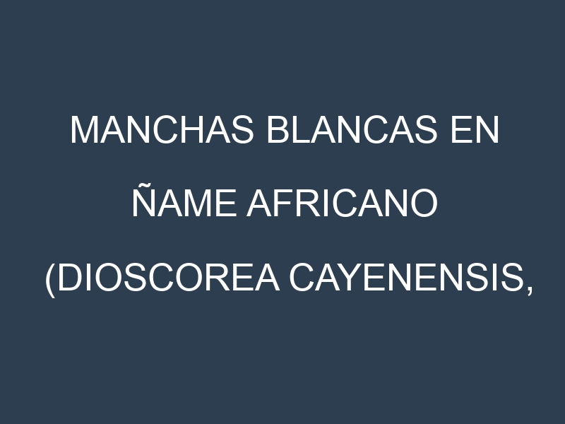 Manchas blancas en Ñame africano (Dioscorea cayenensis, Yellow Yam, Guinea Yam). Manchas hojas blancas en Ñame africano (Dioscorea cayenensis, Yellow Yam, Guinea Yam).