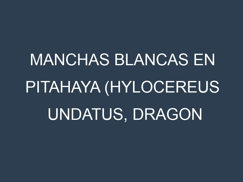 Manchas blancas en Pitahaya (Hylocereus undatus, Dragon fruit, Red-fleshed, Yellow pitahaya). Manchas hojas blancas en Pitahaya (Hylocereus undatus, Dragon fruit, Red-fleshed, Yellow pitahaya).
