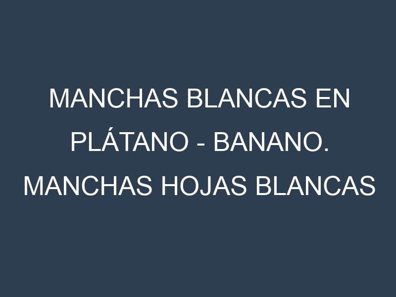Manchas blancas en Plátano – Banano. Manchas hojas blancas en Plátano – Banano.