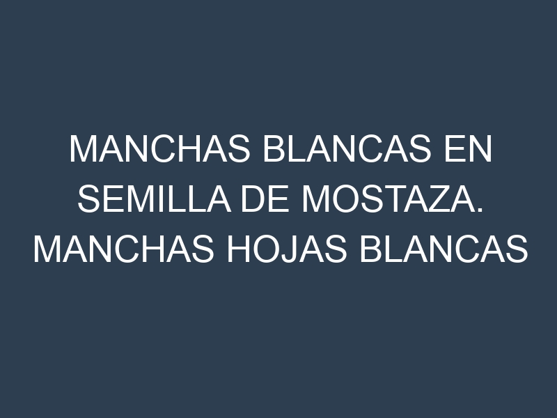 Manchas blancas en Semilla de mostaza. Manchas hojas blancas en Semilla de mostaza.