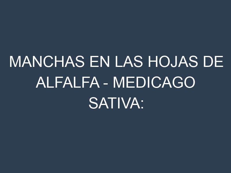 Manchas en las hojas de Alfalfa – Medicago sativa: Identificación, Causas y Estrategias de Control Efectivo