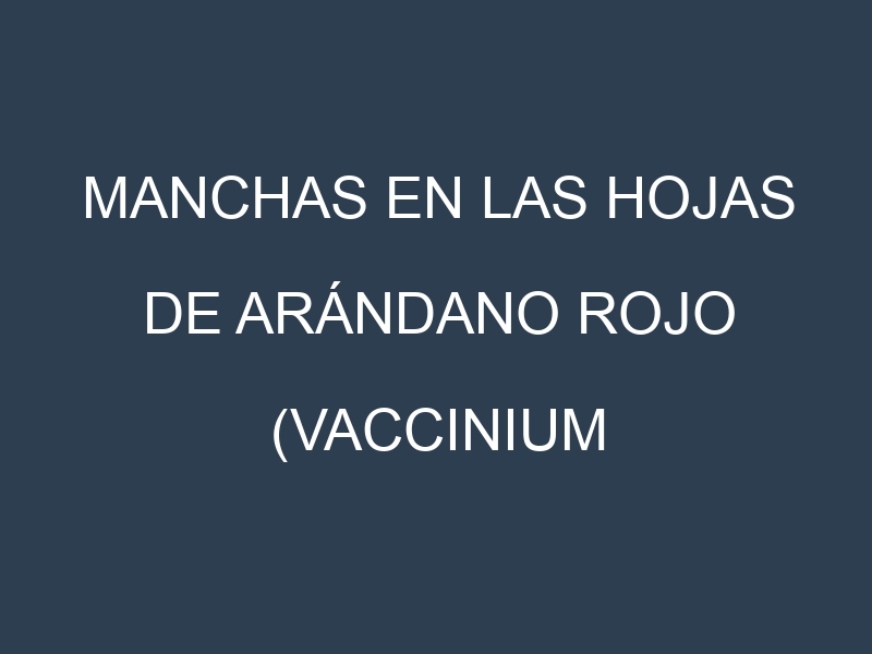 Manchas en las hojas de Arándano rojo (Vaccinium macrocarpon, cranberry): Identificación, Causas y Estrategias de Control Efectivo