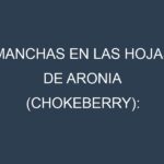 Manchas en las hojas de Aronia (chokeberry): Identificación, Causas y Estrategias de Control Efectivo