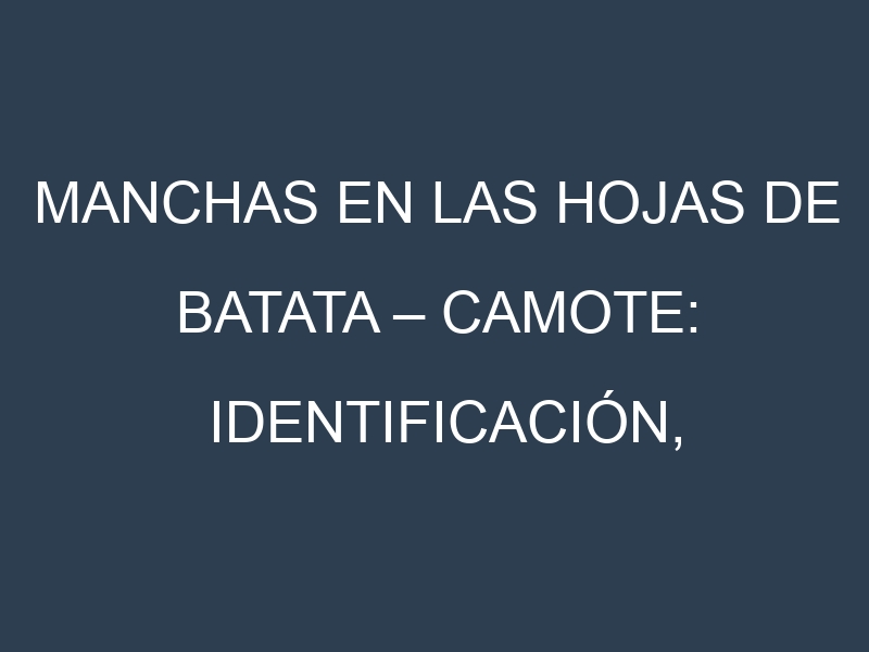 Manchas en las hojas de Batata – Camote: Identificación, Causas y Estrategias de Control Efectivo