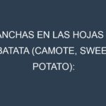 Manchas en las hojas de Batata (Camote, sweet potato): Identificación, Causas y Estrategias de Control Efectivo
