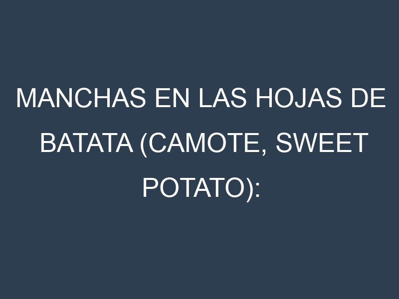 Manchas en las hojas de Batata (Camote, sweet potato): Identificación, Causas y Estrategias de Control Efectivo