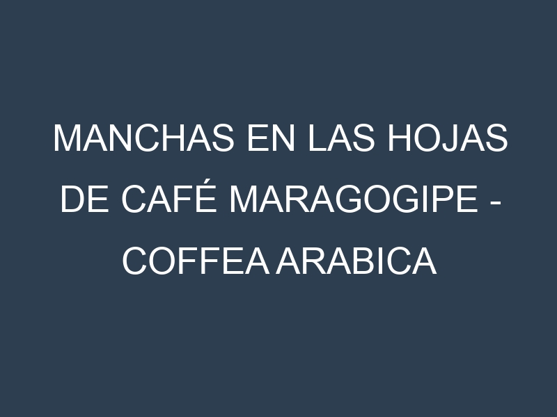 Manchas en las hojas de Café Maragogipe – Coffea arabica var. maragogipe: Identificación, Causas y Estrategias de Control Efectivo