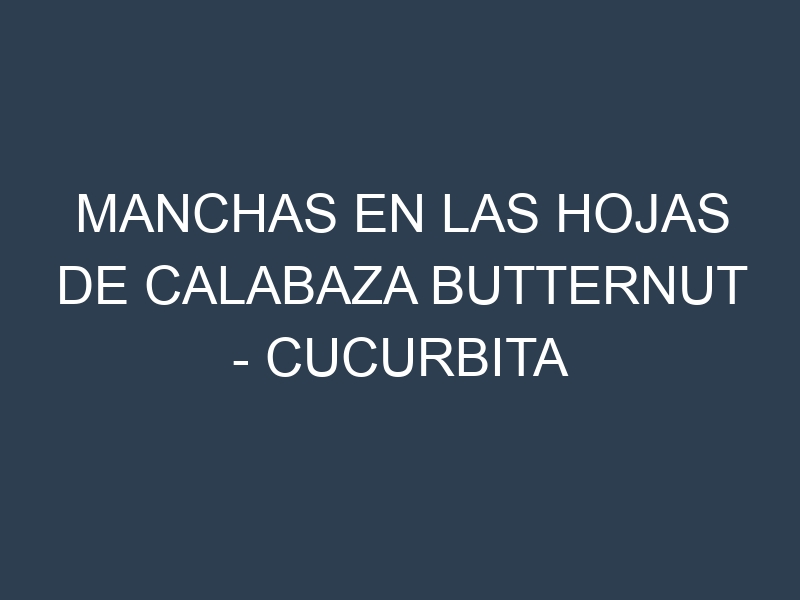 Manchas en las hojas de Calabaza butternut – Cucurbita moschata: Identificación, Causas y Estrategias de Control Efectivo