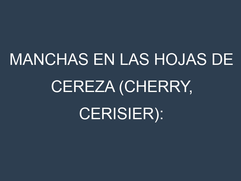 Manchas en las hojas de Cereza (Cherry, cerisier): Identificación, Causas y Estrategias de Control Efectivo