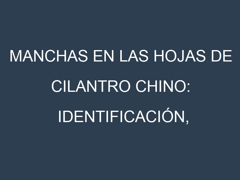 Manchas en las hojas de Cilantro chino: Identificación, Causas y Estrategias de Control Efectivo