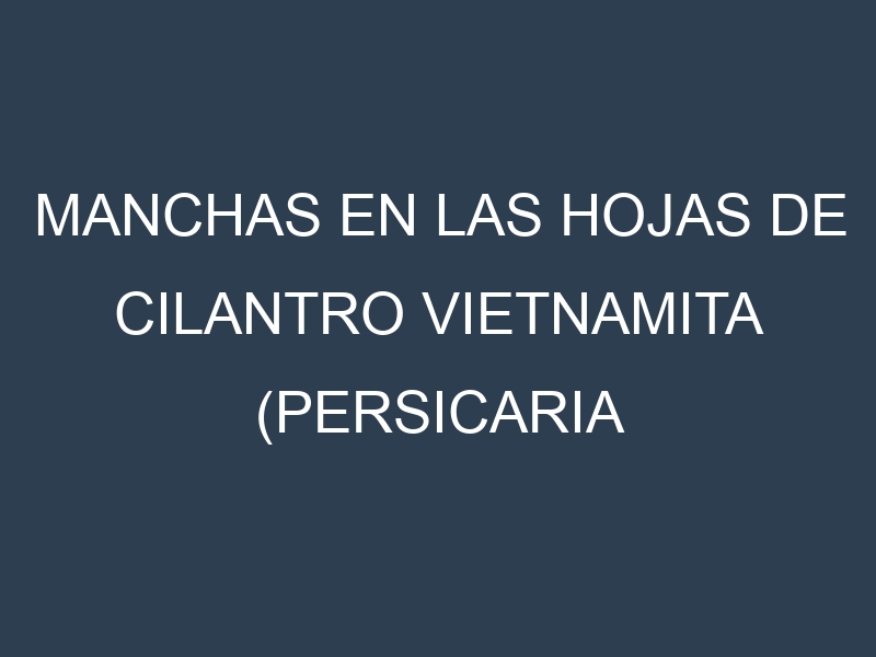 Manchas en las hojas de Cilantro vietnamita (Persicaria odorata, Rau ram, Ngo om, Phaak phai, Ca ngai): Identificación, Causas y Estrategias de Control Efectivo