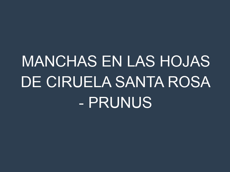 Manchas en las hojas de Ciruela Santa Rosa – Prunus salicina: Identificación, Causas y Estrategias de Control Efectivo