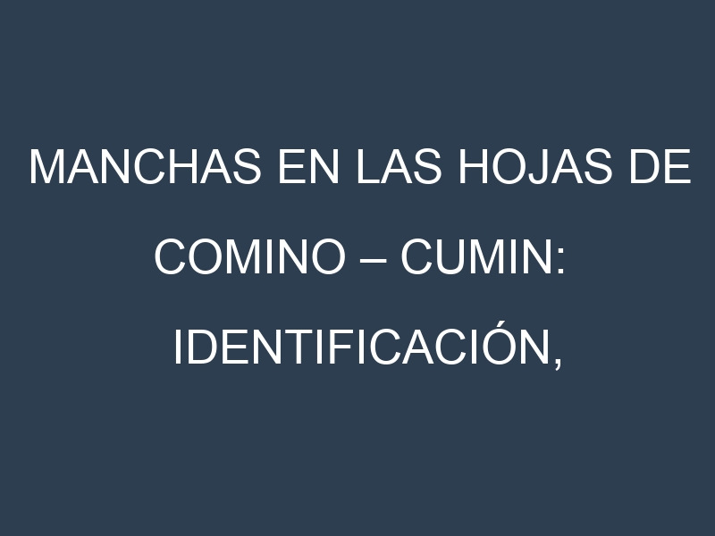 Manchas en las hojas de Comino – Cumin: Identificación, Causas y Estrategias de Control Efectivo