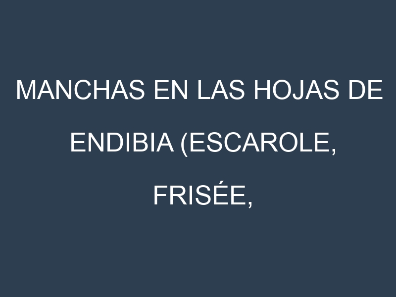 Manchas en las hojas de Endibia (Escarole, Frisée, Broad-leaved Batavian, Curly Endive, Belgian Endive): Identificación, Causas y Estrategias de Control Efectivo