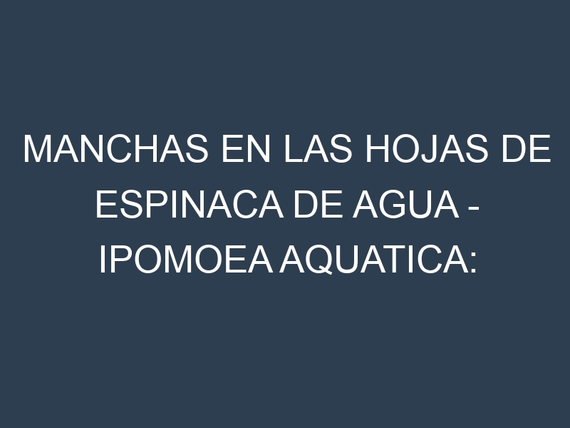 Manchas en las hojas de Espinaca de agua – Ipomoea aquatica: Identificación, Causas y Estrategias de Control Efectivo