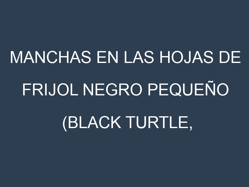 Manchas en las hojas de Frijol negro pequeño (Black Turtle, Midnight, Domino, Condor, Eureka): Identificación, Causas y Estrategias de Control Efectivo