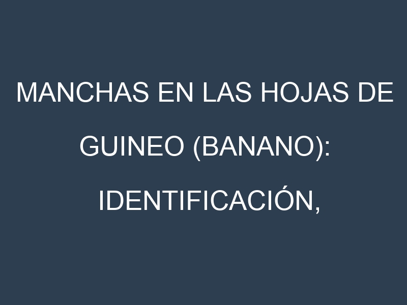 Manchas en las hojas de Guineo (banano): Identificación, Causas y Estrategias de Control Efectivo