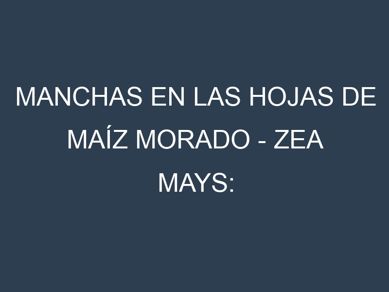 Manchas en las hojas de Maíz morado – Zea mays: Identificación, Causas y Estrategias de Control Efectivo