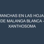 Manchas en las hojas de Malanga blanca – Xanthosoma sagittifolium: Identificación, Causas y Estrategias de Control Efectivo