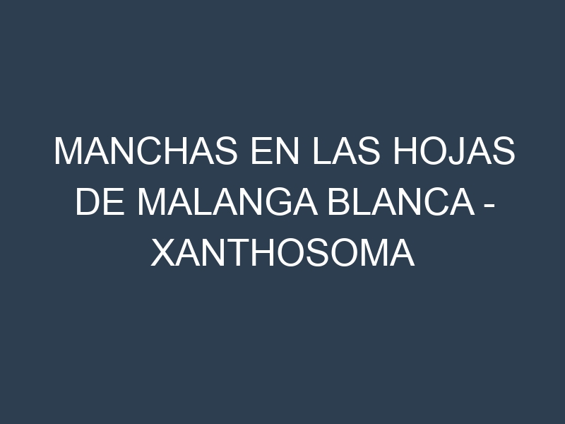 Manchas en las hojas de Malanga blanca – Xanthosoma sagittifolium: Identificación, Causas y Estrategias de Control Efectivo