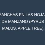 Manchas en las hojas de Manzano (Pyrus malus, apple tree): Identificación, Causas y Estrategias de Control Efectivo