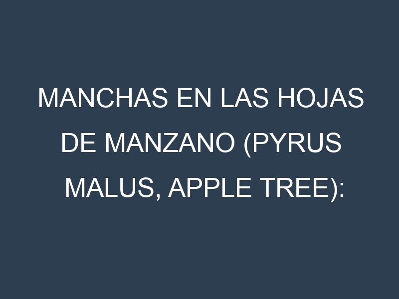 Manchas en las hojas de Manzano (Pyrus malus, apple tree): Identificación, Causas y Estrategias de Control Efectivo