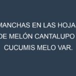 Manchas en las hojas de Melón cantalupo – Cucumis melo var. cantalupensis: Identificación, Causas y Estrategias de Control Efectivo