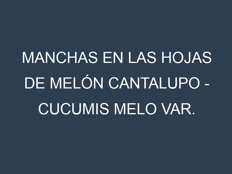 Manchas en las hojas de Melón cantalupo – Cucumis melo var. cantalupensis: Identificación, Causas y Estrategias de Control Efectivo