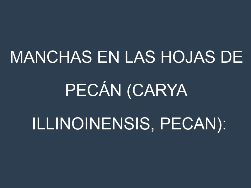 Manchas en las hojas de Pecán (Carya illinoinensis, pecan): Identificación, Causas y Estrategias de Control Efectivo