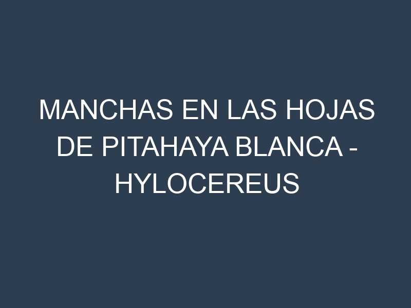 Manchas en las hojas de Pitahaya Blanca – Hylocereus undatus: Identificación, Causas y Estrategias de Control Efectivo