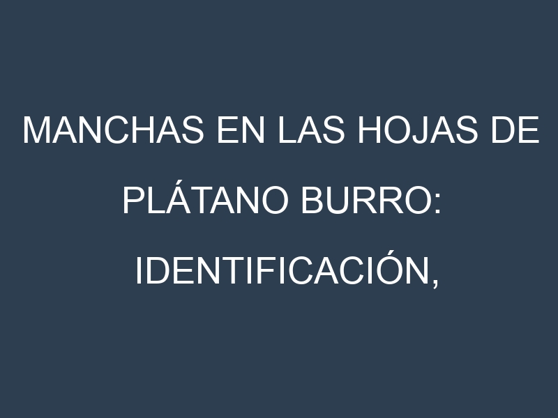 Manchas en las hojas de Plátano Burro: Identificación, Causas y Estrategias de Control Efectivo