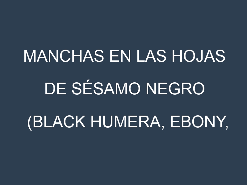 Manchas en las hojas de Sésamo negro (Black Humera, Ebony, Ziarat Black, South Indian Black, Black Pearl): Identificación, Causas y Estrategias de Control Efectivo