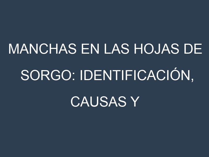 Manchas en las hojas de Sorgo: Identificación, Causas y Estrategias de Control Efectivo