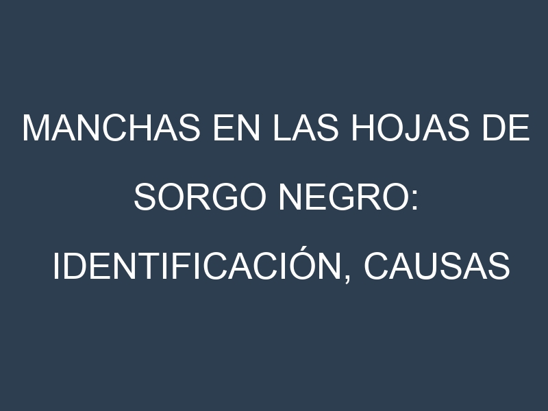 Manchas en las hojas de Sorgo negro: Identificación, Causas y Estrategias de Control Efectivo