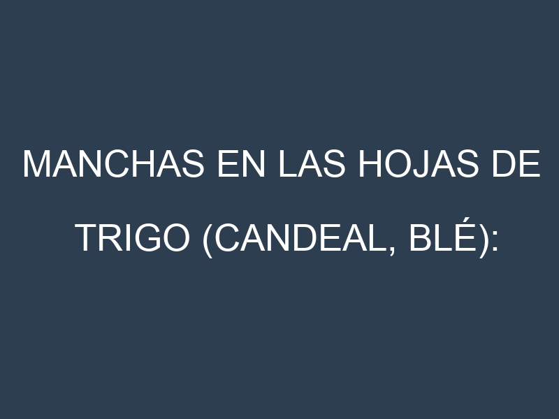 Manchas en las hojas de Trigo (Candeal, blé): Identificación, Causas y Estrategias de Control Efectivo