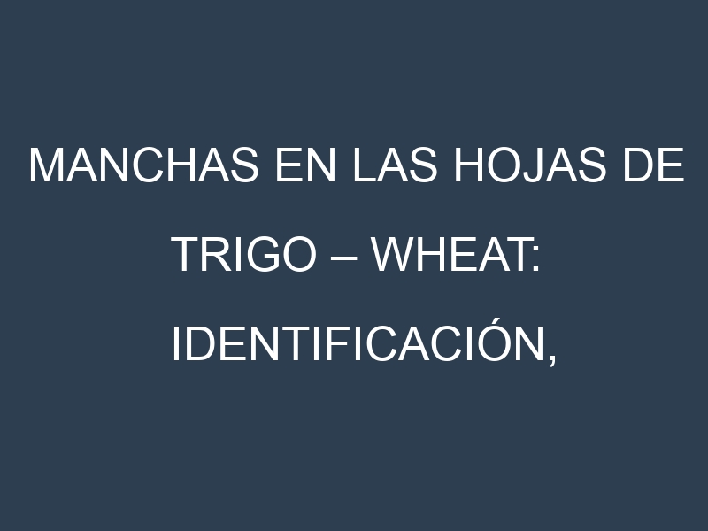 Manchas en las hojas de Trigo – Wheat: Identificación, Causas y Estrategias de Control Efectivo