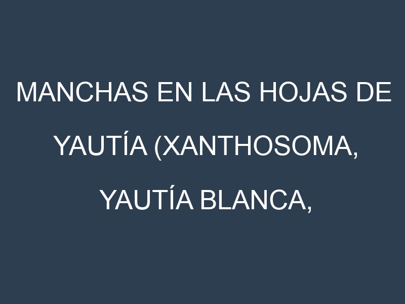 Manchas en las hojas de Yautía (Xanthosoma, Yautía Blanca, Yautía Amarilla, Malanga Amarilla, Tannia): Identificación, Causas y Estrategias de Control Efectivo