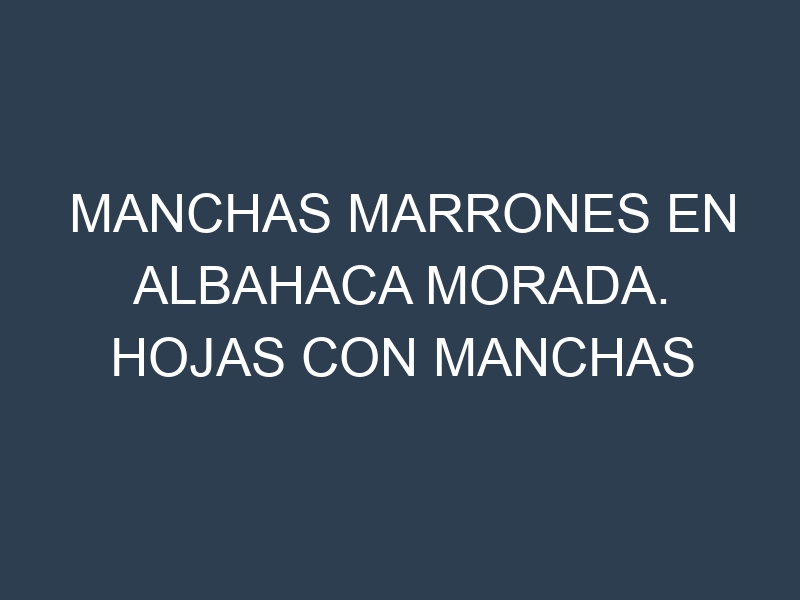 Manchas Marrones en Albahaca morada. Hojas con manchas marrones en Albahaca morada.