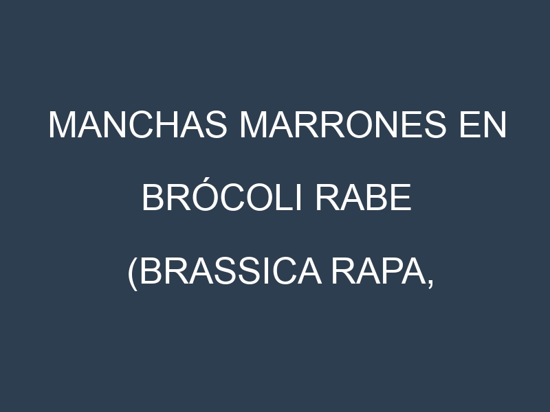 Manchas Marrones en Brócoli rabe (Brassica rapa, Broccolini, Brócoli de hoja). Hojas con manchas marrones en Brócoli rabe (Brassica rapa, Broccolini, Brócoli de hoja).