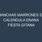 Manchas Marrones en Calendula Enana Fiesta Gitana