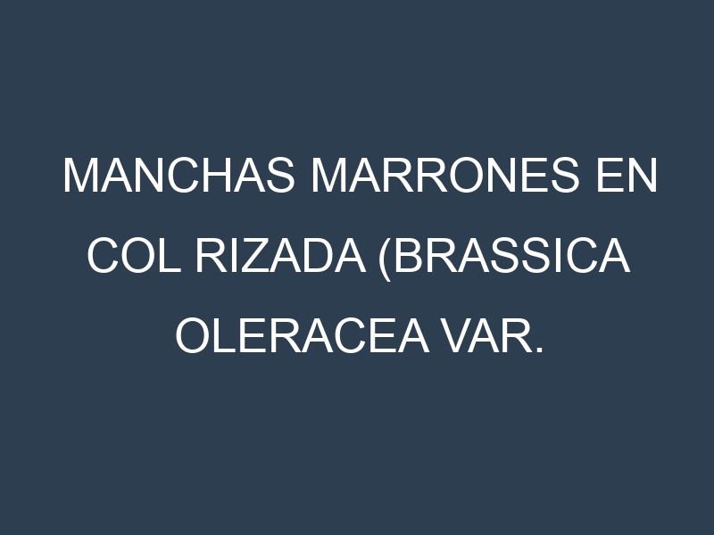 Manchas Marrones en Col rizada (Brassica oleracea var. sabellica, Lacinato, Red Russian, Siberian). Hojas con manchas marrones en Col rizada (Brassica oleracea var. sabellica, Lacinato, Red Russian, Siberian).