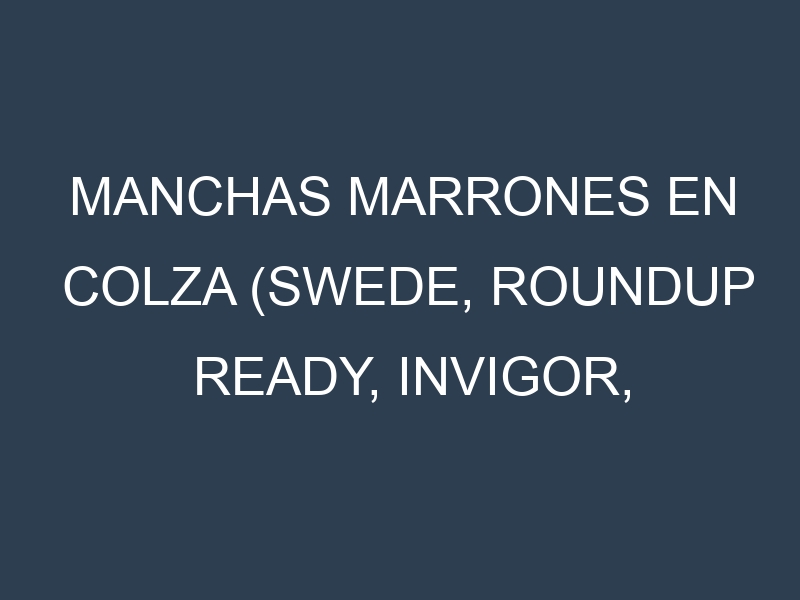 Manchas Marrones en Colza (Swede, Roundup Ready, InVigor, Clearfield). Hojas con manchas marrones en Colza (Swede, Roundup Ready, InVigor, Clearfield).