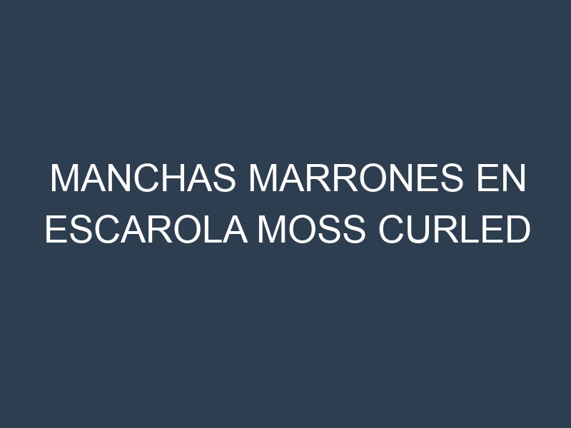 Manchas Marrones en Escarola Moss Curled